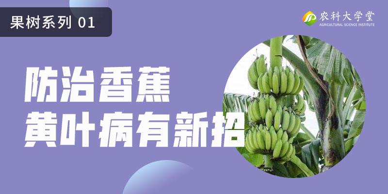 防治香蕉黄叶病有新招