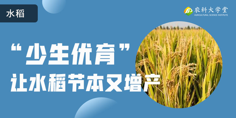 “少生优育”让水稻节本又增产